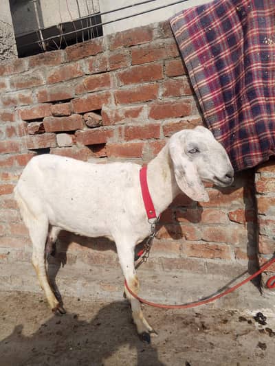 white path bhot pyar ha