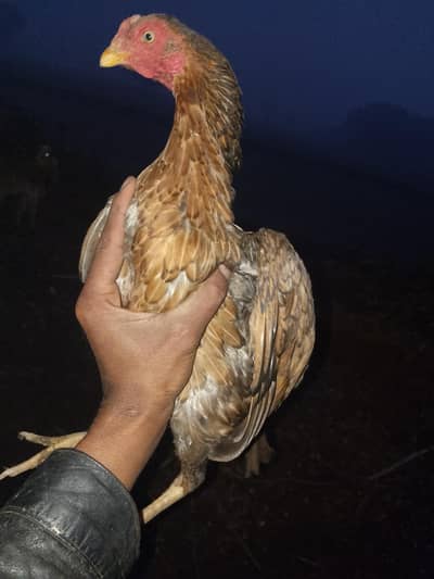 high quality peeli madi locations Multan cargo all Pakistan