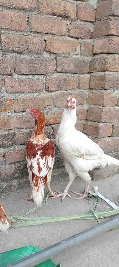 Aseel Murga / Aseel Patha / Aseel Murga for sale