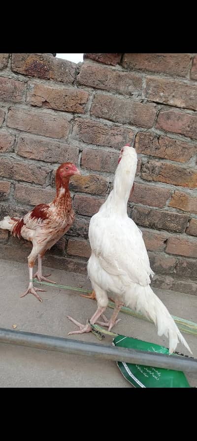 Aseel Patha/ Aseel Murga /Aseel Murga for sale