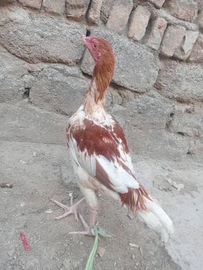 Aseel Patha/ Aseel Murga /Aseel Murga for sale