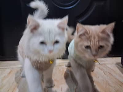 New Born Persian cats