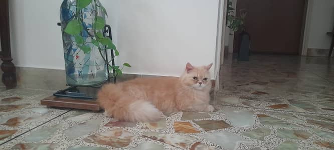 Persian Cat