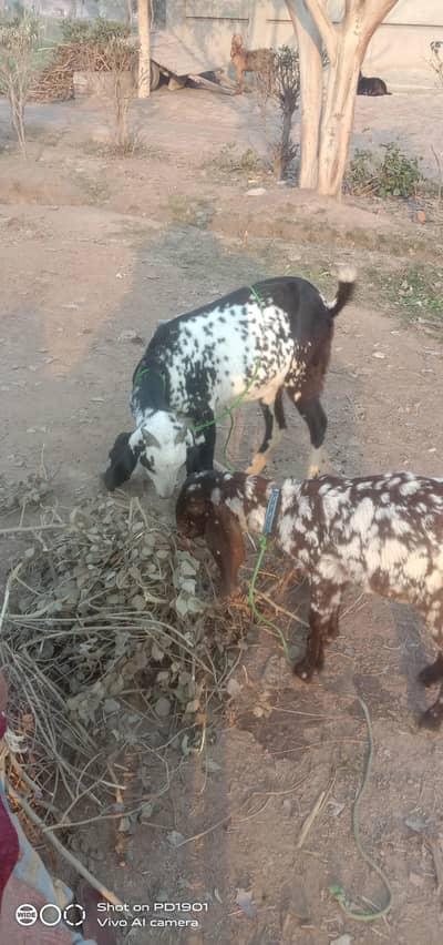 1 goat Desi makhi cheeni mix with male  baby