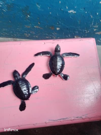 RS. 800.03183042166 WhatsApp number