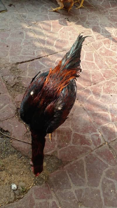 Mianwali Aseel Murgha