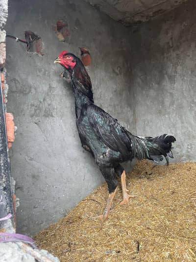 shamo black and white shamo pair