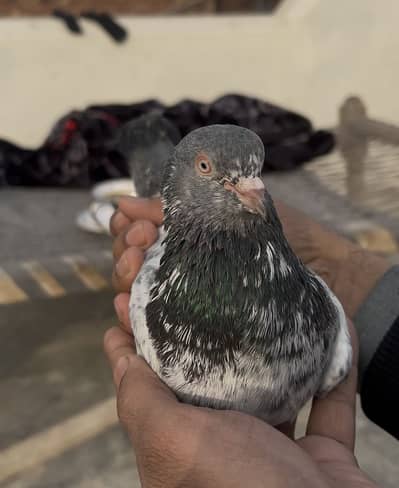 Mian nazeer golden Tasveer wala