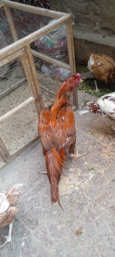 Aseel Murgha / Aseel Patha