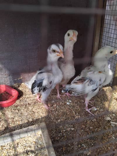 Aseel chiks for sale available