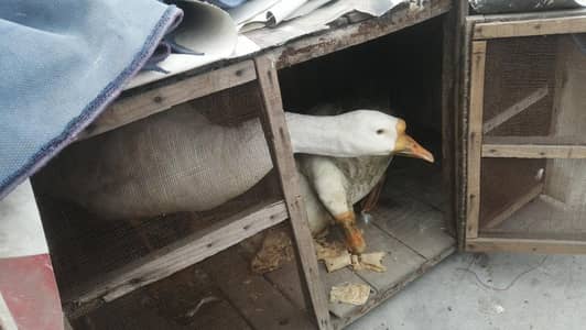 long neck duck ducks beautiful ducks hens