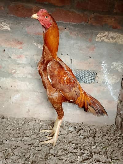 pure Pakistani aseel high quality