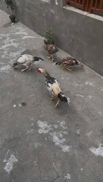 aseel patha for sall