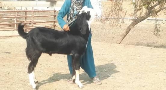 Bakra for sale call me03460421993