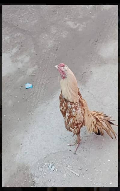 High quality pela murga