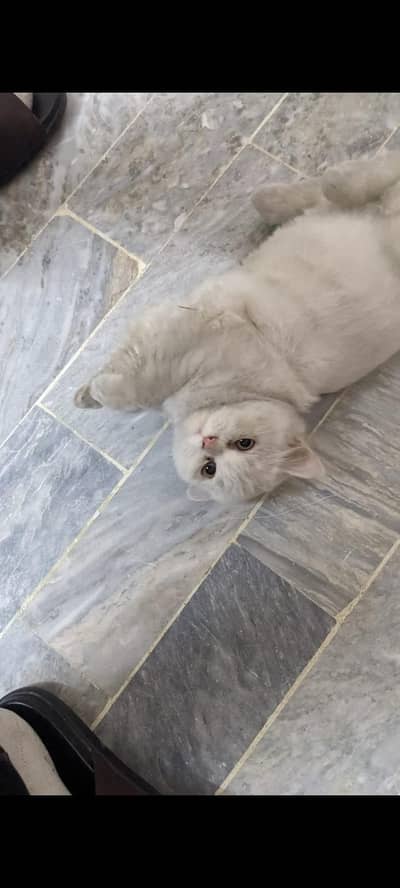 Persian cat punch face