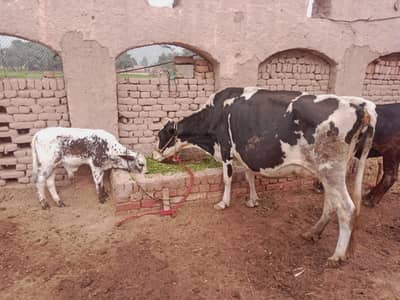 cross breed cow(frizen+sahiwal)best for milking.