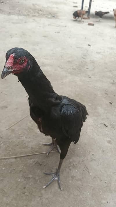 Aseel hens murga murgi patha pathi chicks