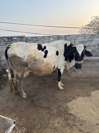 8 pregnant cow for sale