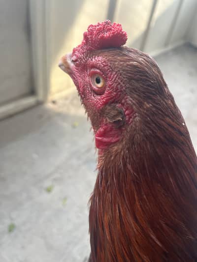 Aseel murga home breed