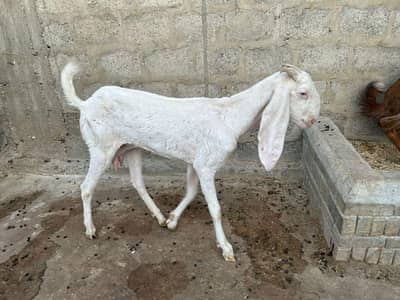 Rajanpuri pure ek number