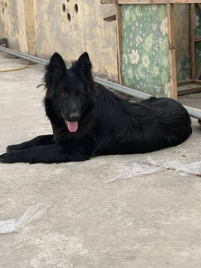 black german name shadow