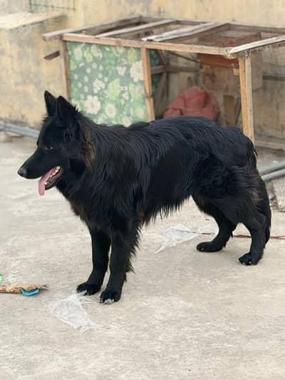black german shefrd name shadow