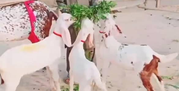 3 Bacchon Ka Sath Desi Bakri For Sale (Call "_03487390292)