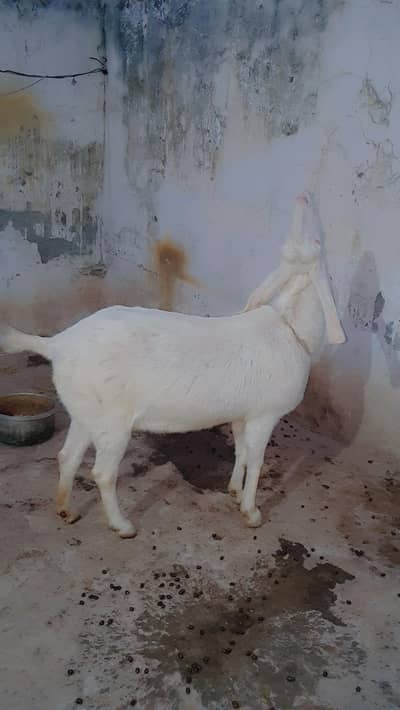 rajanpuri bakri