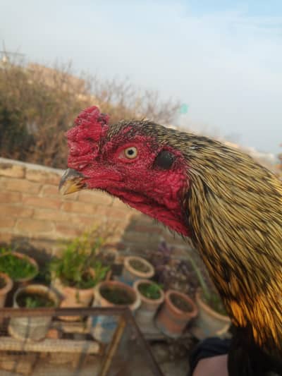 Aseel murga for sale