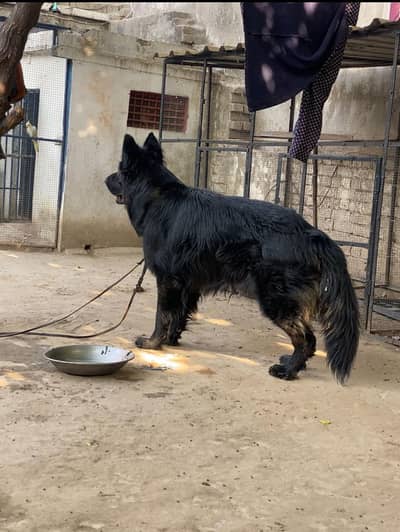 heavy bone king size long coat03345200324