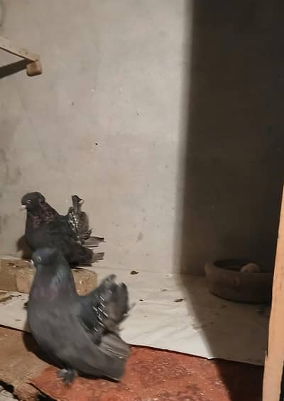 Black American breeder pair 3417364953