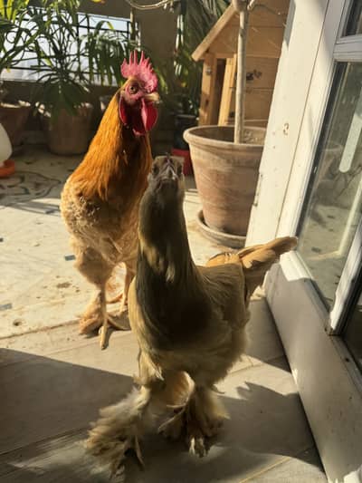 Golden Buff with  customized wooden Coop (house)