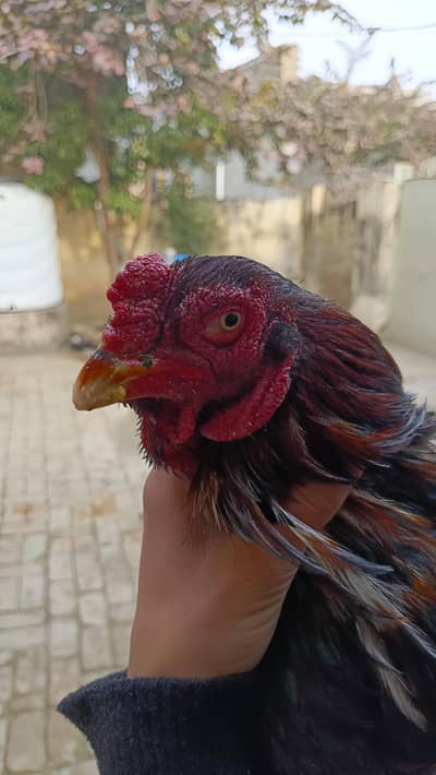 Lakha murga for sell price 7500