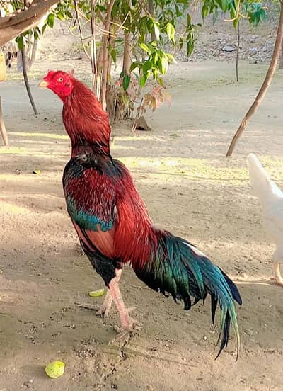 Aseel Murga For Sale