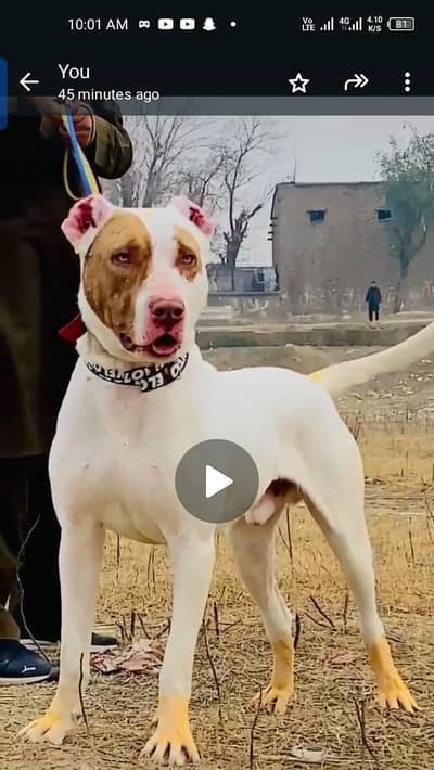 bully gultair male  age 11 month