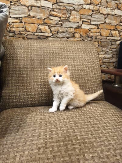 pure persion triple cort Bicolour