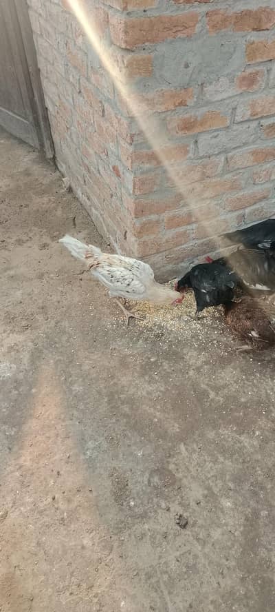 total 11 pess he Asee or mesri