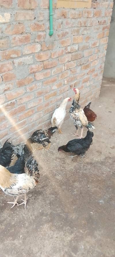 total 11 pess he Asee or mesri