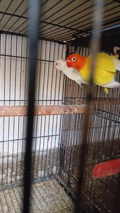 love birds pair for sale with box egg Australian
