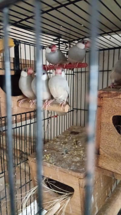birds pair for sale  Australian Java