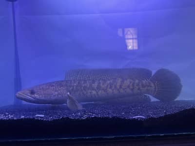 Big Sneak Head For sell