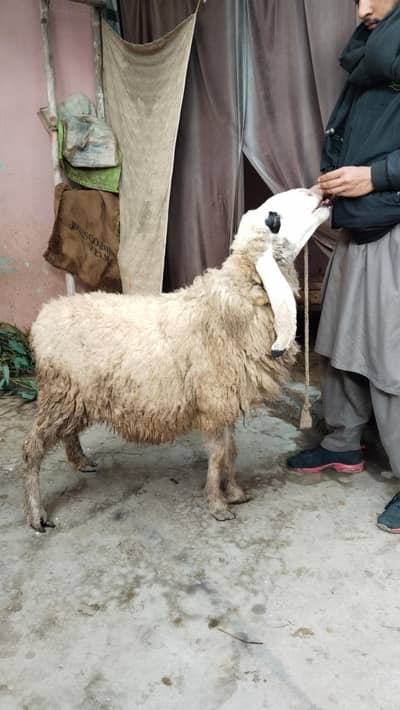 کجلی گبھن بھیڑ برائے فروخت