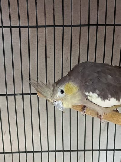 dominant yellowcheek cocktail breeder female ha