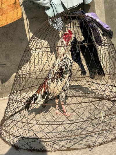 Pure Aseel cheena murga top quality