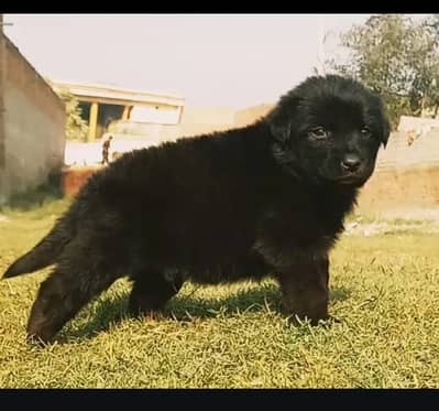 German Shepherd | Puppies | Dog | German Shepherd Pup | Double Coat