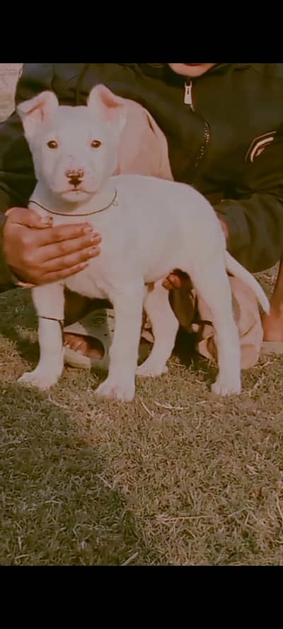 Kuhati Gultair Dog | Pink Nose | Kuhati Gultair | Dog For Sale