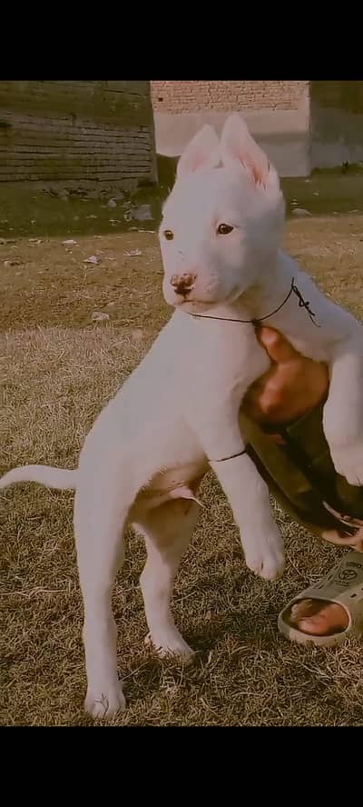 Kuhati Gultair Dog | Pink Nose | Kuhati Gultair | Dog For Sale