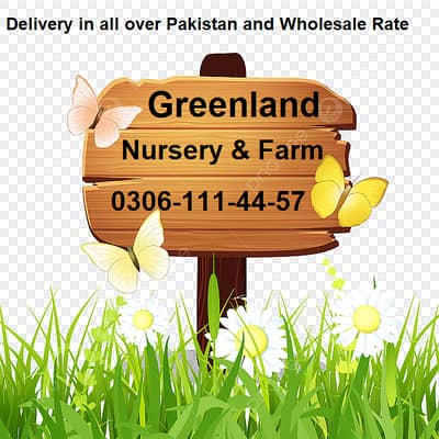 Natual Korean Grass and American Grass and Fine dhaka