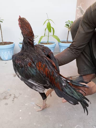 Aseel patha high quality 16k 2 patho ki price ha